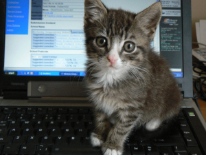 Kitten on a computer